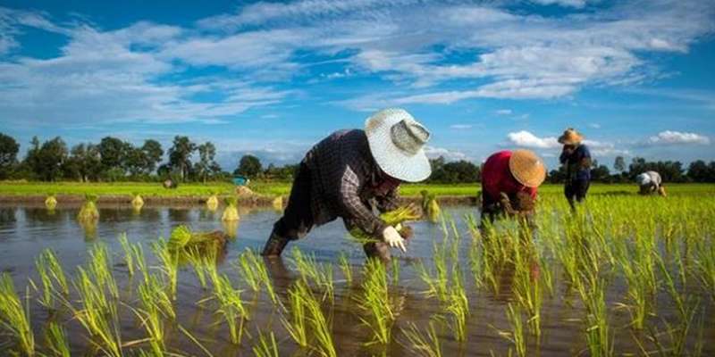 Agricultural investment