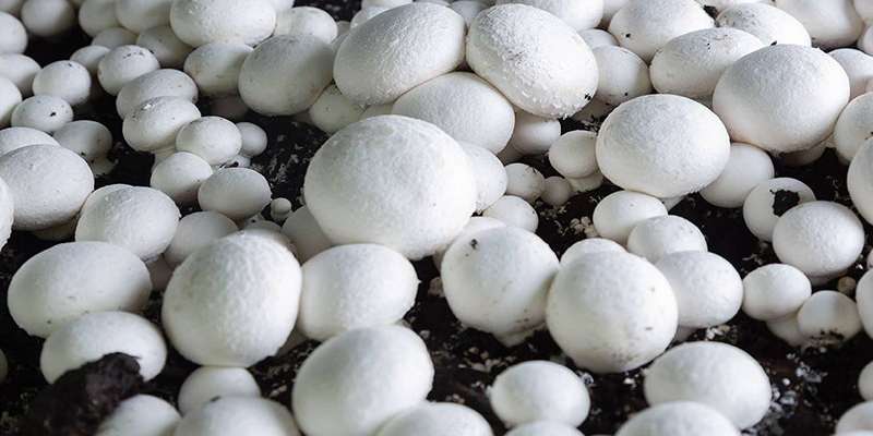 Mushroom cultivation