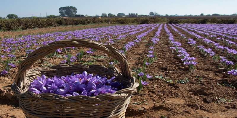 agricultural investment